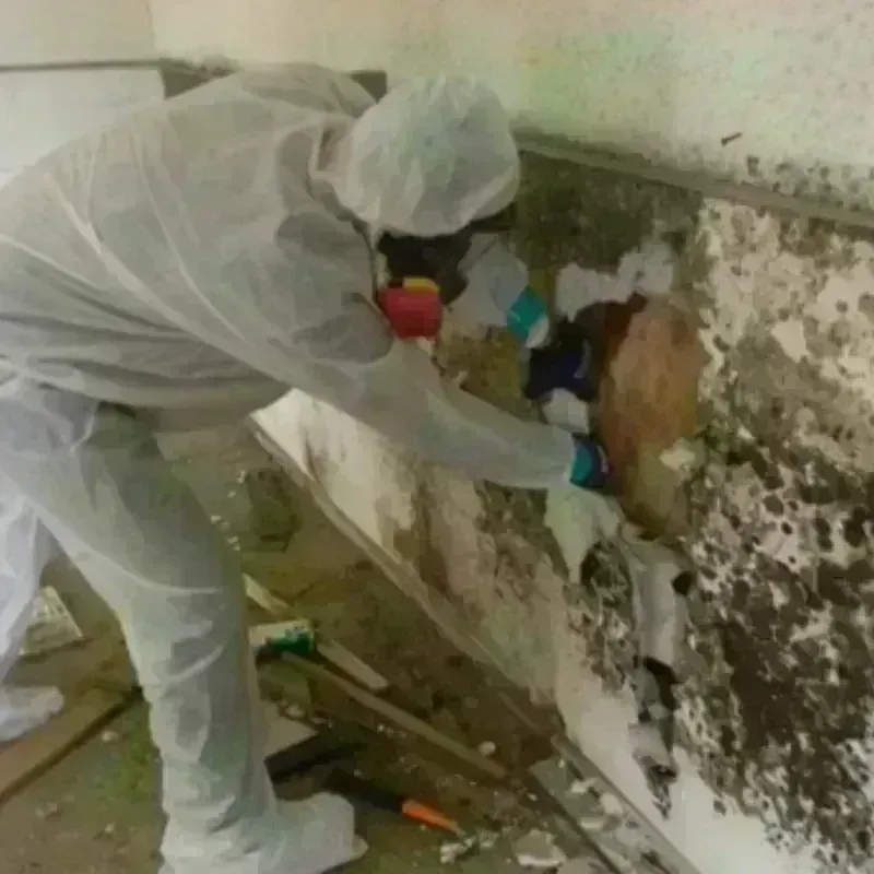 Mold Remediation and Removal in Patchogue, NY